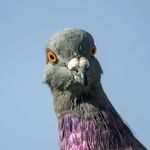 Country_Pigeon