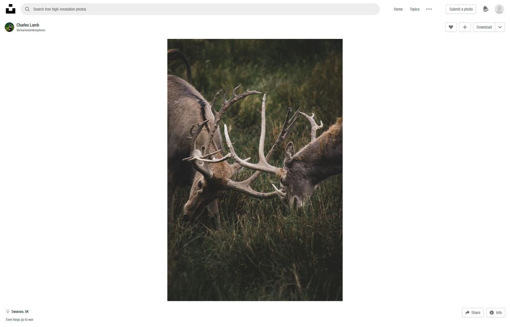 two-bucks-fight-using-horns-photo-–-Free-Animal-Image-on-Unsplash (1)